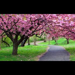 Meet your Posher, Diana